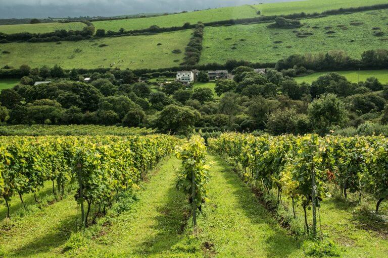 Camel Valley Vineyard- Cornwall Holiday Guide