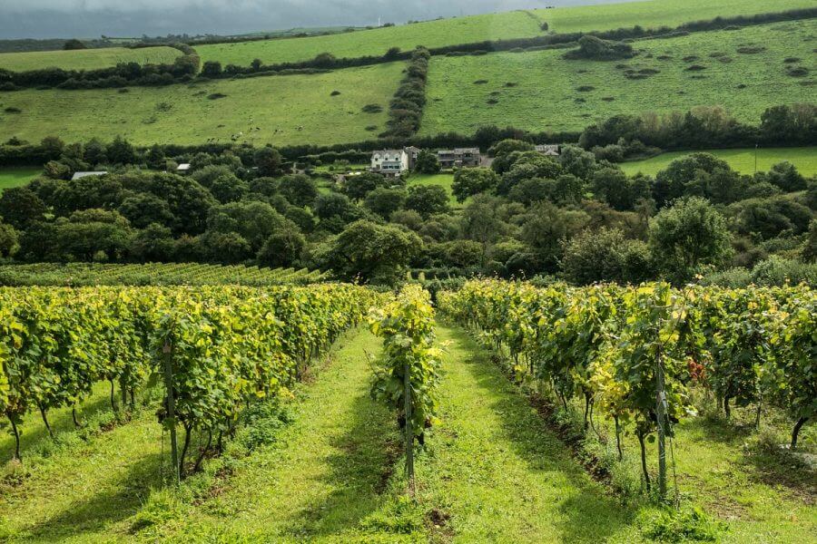 Camel Valley Vineyard- Cornwall Holiday Guide