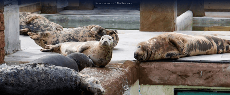 Cornish Seal Sanctuary - Cornwall Holiday Guide