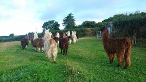 Llama Lland - Cornwall Holiday Guide