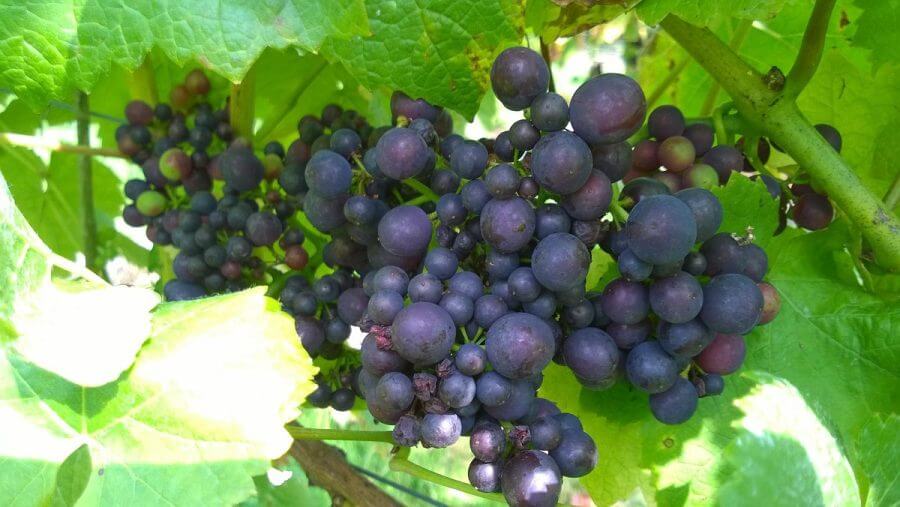 Looe Valley Vineyard - Cornwall Holiday Guide