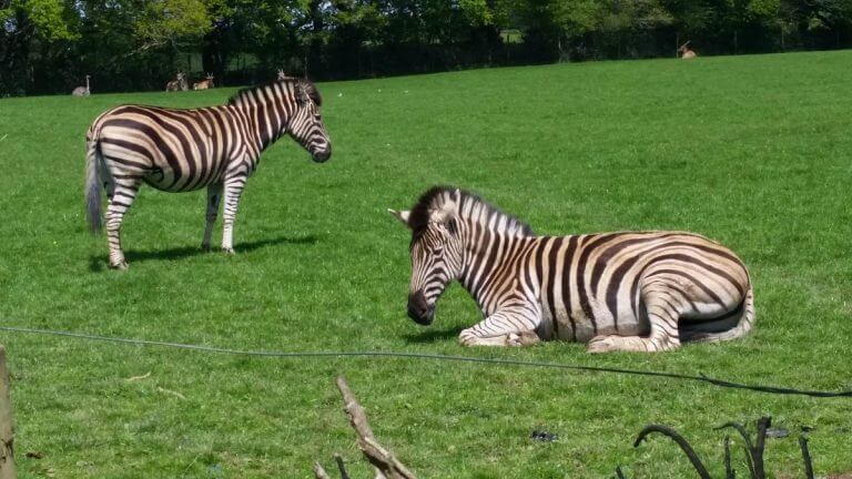 Porfell Wildlife Park & Sanctuary - Cornwall Holiday Guide