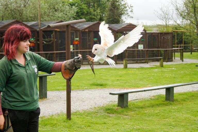 Screech Owl Sanctuary - Cornwall Holiday Guide