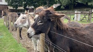 Tamar Valley Donkey Park- Cornwall Holiday Guide