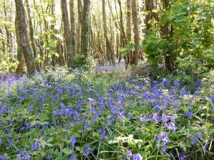 Tehidy Country Park - Cornwall Holiday Guide