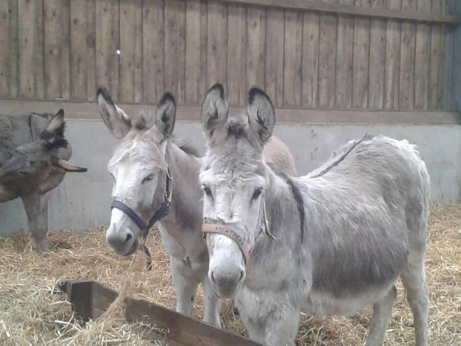 The Flicka Foundation - Donkey Sanctuary- Cornwall Holiday Guide